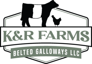 Kay R Cattle Cattle for Sale - K&R Farms Belted Galloways