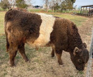 Kay R Cattle Cattle for Sale - K&R Farms Belted Galloways
